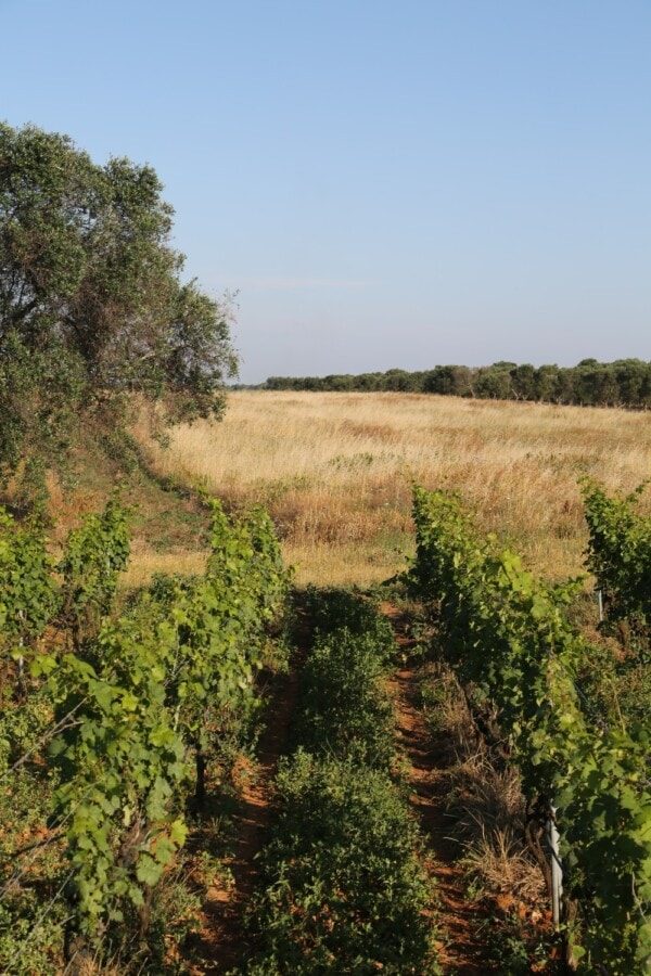 Alte Primitivo-Reben im Salento
