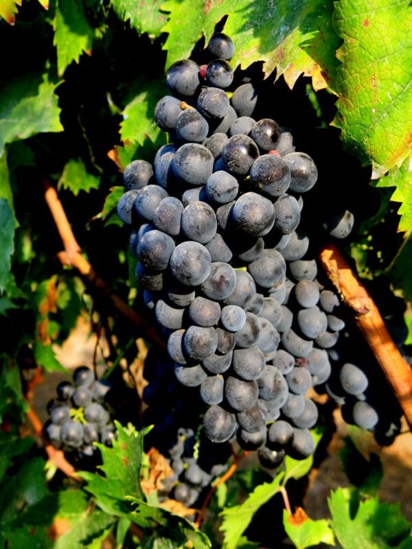 Trauben aus den biologisch bewirtschafteten Weinbergen in Torchiarolo